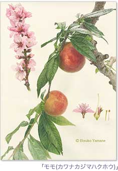 �u����(�J���i�J�W�}�n�N�z�E)�v