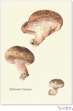 �u�V�C�^�P�v